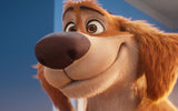 Charlie the Wonderdog