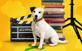 What's the Story, Wishbone?